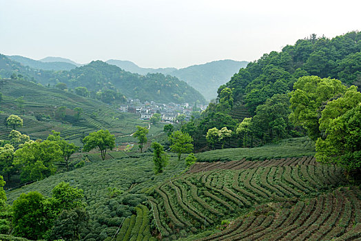 杭州梅家坞茶山
