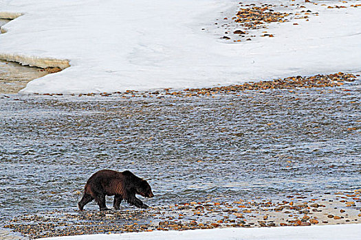 大,大灰熊,冰,边缘,弓河,班芙国家公园,艾伯塔省,加拿大