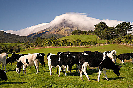 母牛,农田,山,塔拉纳基,北岛,新西兰