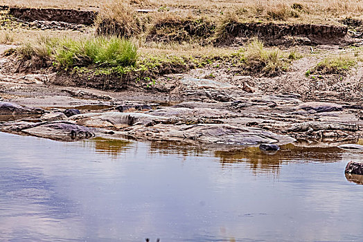 坦桑尼亚塞伦盖蒂湿地鳄鱼生态环境