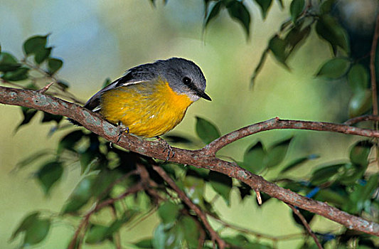 东方,黄色,栖息,枝条,拉明顿国家公园,昆士兰,澳大利亚