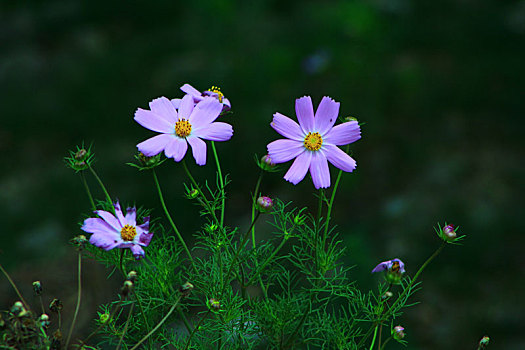 紫花植物野外特写