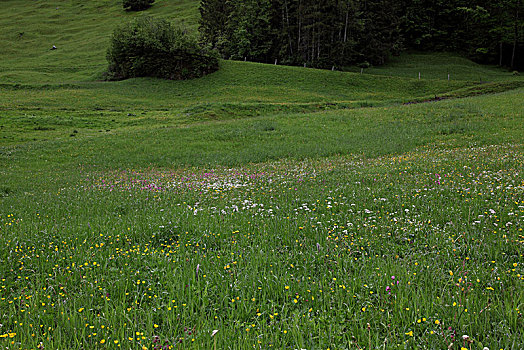 瑞士,草地