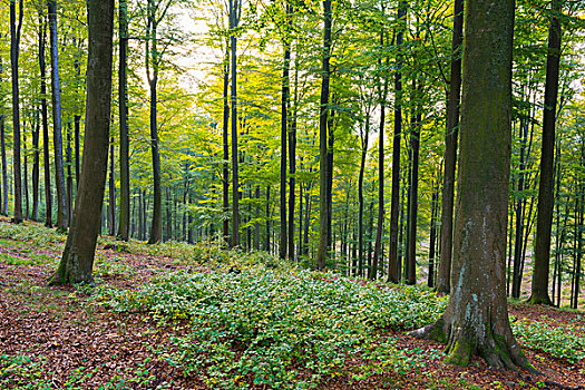 欧洲山毛榉,树林,自然公园,施佩萨特,巴伐利亚,德国