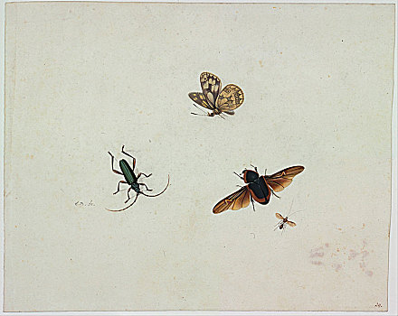 四个,昆虫,艺术家