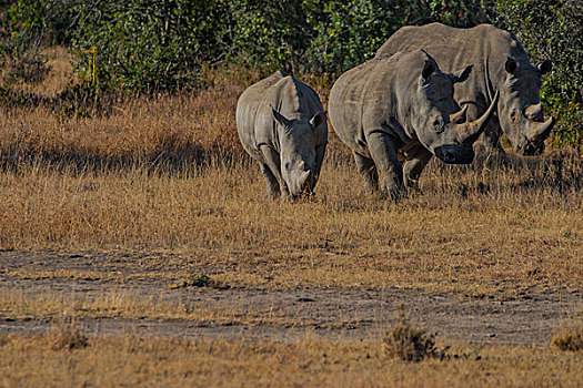 肯尼亚纳库鲁国家公园白犀牛