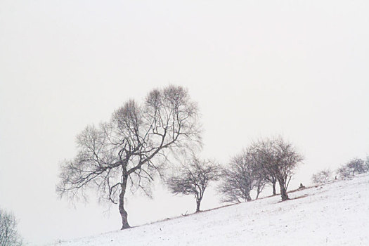 雪景