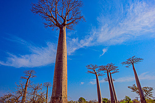马达加斯加穆龙达瓦面包树morondavabaobab