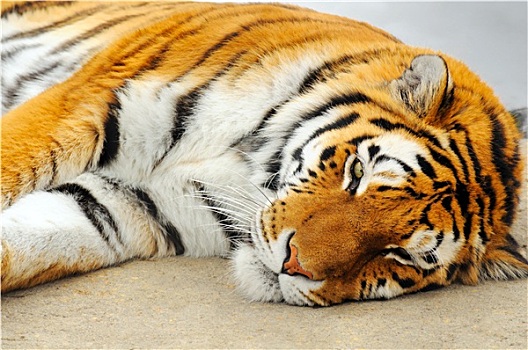 睡觉,虎