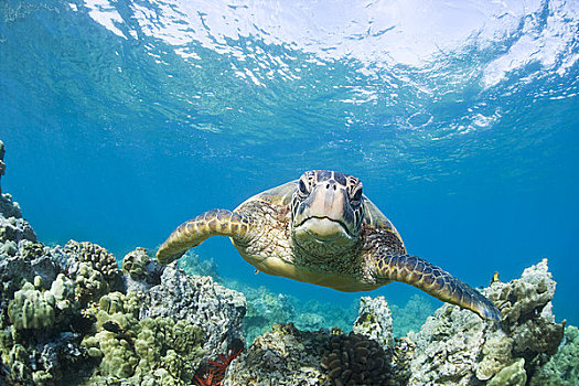 夏威夷,毛伊岛,绿海龟,龟类,上方,珊瑚礁