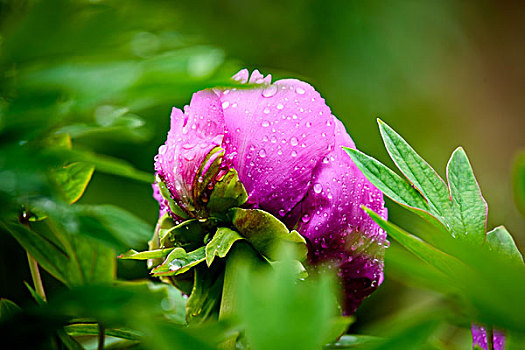 雨中的牡丹花