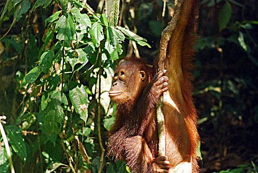 malaysia,borneo,sepilok,orangutan,in,the,rainforest