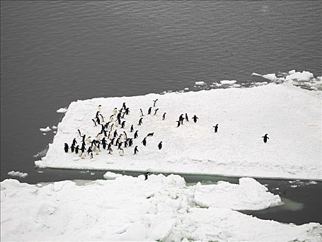 企鹅,阿德利企鹅,走,上方,浮冰,海岸,富兰克林,岛屿,南极