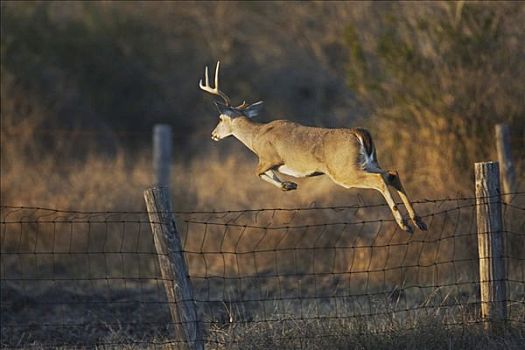 白尾鹿,公鹿,跳跃,栅栏,德克萨斯,美国