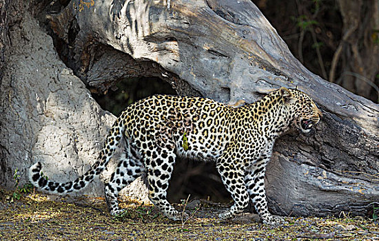 豹,雌性,乔贝国家公园,博茨瓦纳,非洲