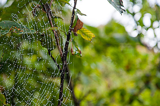 森林中的蜘蛛网