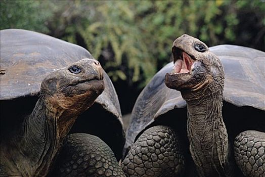 加拉帕戈斯巨龟,加拉帕戈斯象龟,一对,沟通,加拉帕戈斯群岛,厄瓜多尔