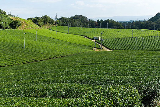 日本绿茶,农场