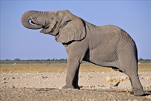 喝,大象,非洲象,纳米比亚,埃托沙国家公园