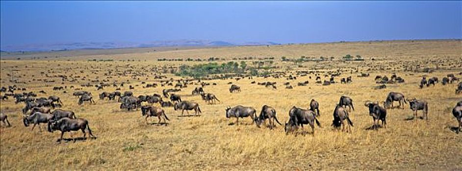蓝色,角马,马赛马拉,自然保护区,肯尼亚
