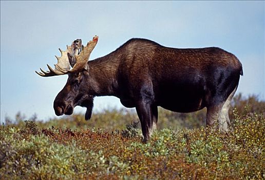 美国,阿拉斯加,德纳里峰国家公园,驼鹿,放牧