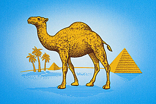 骆驼,香烟,标识