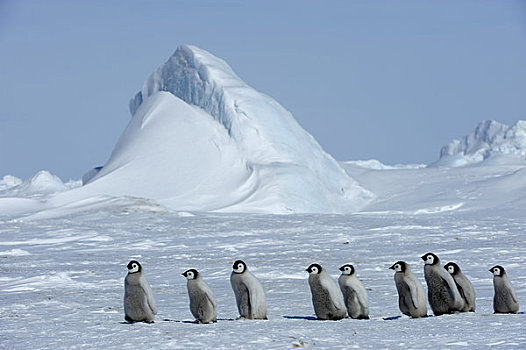南极,威德尔海,雪丘岛,帝企鹅,生物群,群,走,迅速,冰