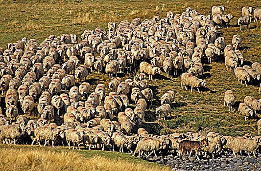 绵羊,成群,西南,法国