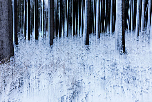 模糊,冬日树林,巴伐利亚
