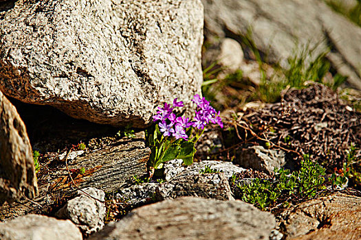 紫色,山,樱草花,伯恩高地,瑞士