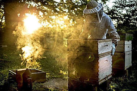 养蜂人,穿,薄纱,拿着,蜂巢,吸烟,平静,蜜蜂,地上