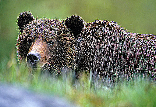 大灰熊,棕熊,不列颠哥伦比亚省,加拿大