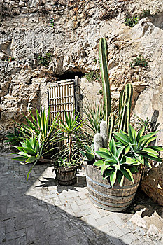 地中海,植物,正面,乡村,岩石墙