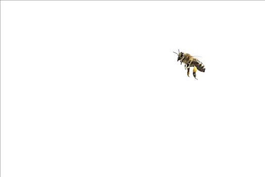 蜜蜂,意大利蜂,飞,德国