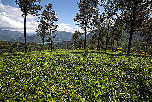 茶,植物,山茶,高地,培育,工厂,中央省,斯里兰卡,亚洲