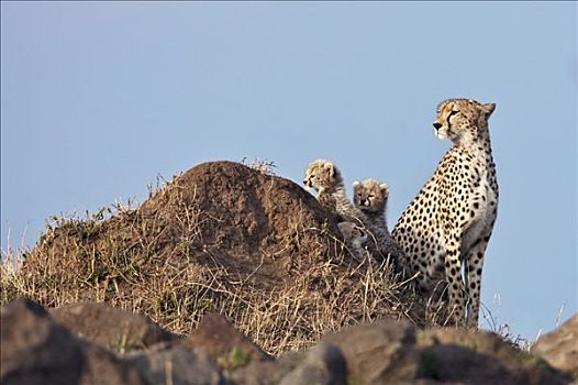 肯尼亚,印度豹,三个,幼兽,休息,旁侧,蚁丘,马赛马拉国家保护区