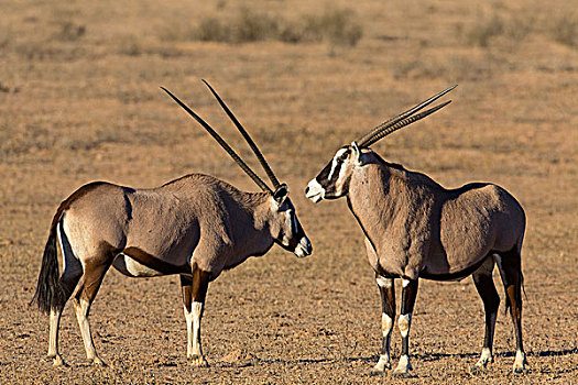 两个,南非大羚羊,羚羊,河床,博茨瓦纳