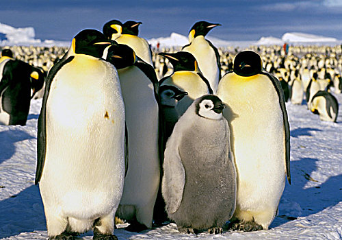 南极,南极半岛,威德尔海,阿特卡湾,帝企鹅