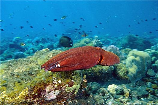 礁石,章鱼,霞水母章鱼,上方,岛屿,印度尼西亚