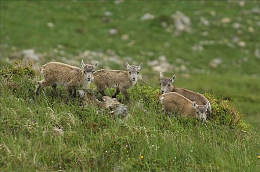 年轻,阿尔卑斯野山羊,羱羊,伯恩,瑞士