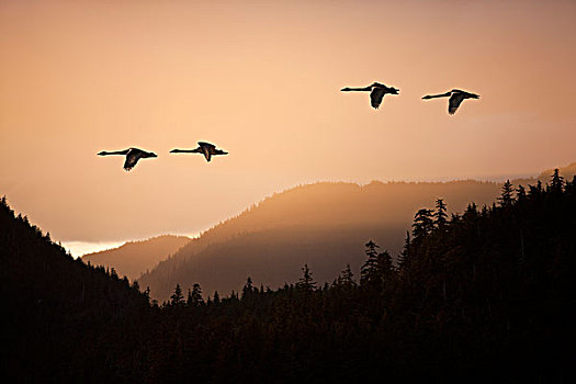 合成效果,野天鹅,天鹅,飞行,日落,上方,通加斯国家森林,东南阿拉斯加,春天
