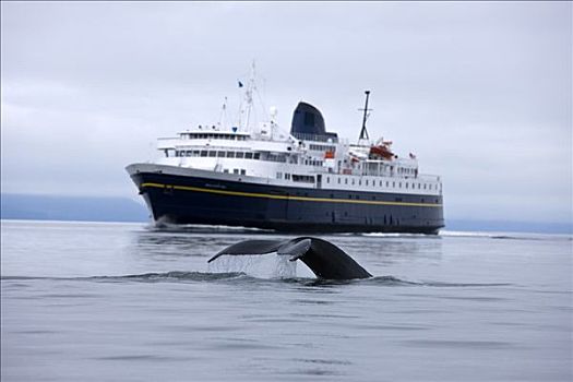 驼背鲸,表面,靠近,阿拉斯加,海洋,公路,渡轮,运河,东南阿拉斯加