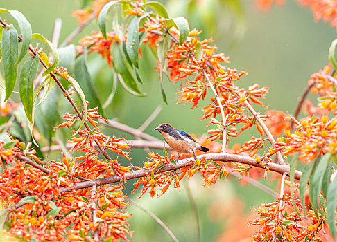 穿梭于热带,亚热带旱林和乡村花园,吸食花蜜的朱背啄花鸟