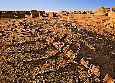 化石,场所,旱谷,埃及,非洲