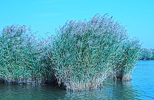 沙湖,湖,芦苇