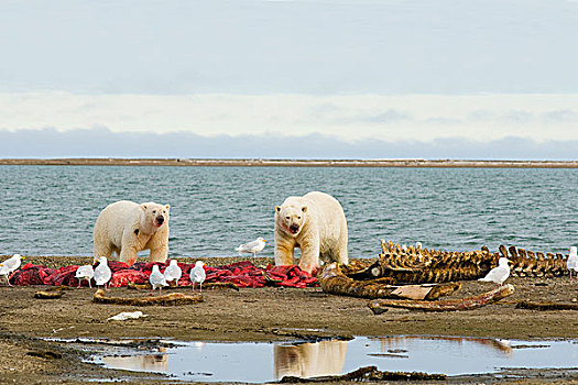 美国,阿拉斯加,北方,斜坡,岛屿,北极熊,一对,公猪,腐食,弓头鲸,左边,海岸,生存