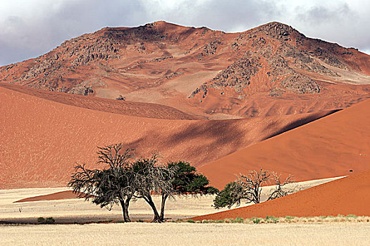 沙丘,骆驼,刺,树,索苏维来地区,纳米布沙漠,纳米比诺克陆夫国家公园,纳米比亚,非洲