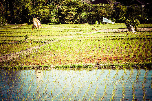 稻田,早晨,泰国