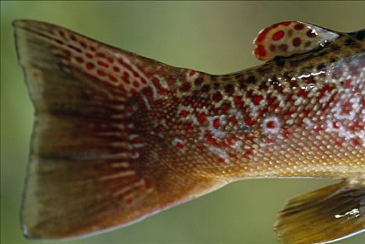 尾鳍,彩色,鲑鱼,瑞典