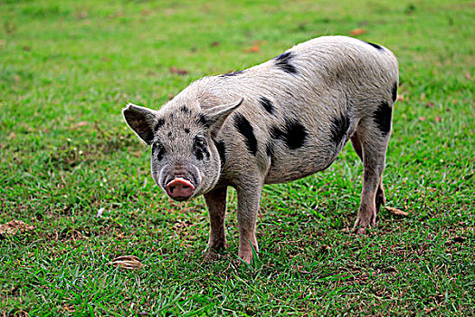 家猪,雌性,潘塔纳尔,巴西,南美
